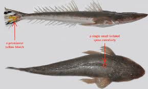 Image result for Platycephalus richardsoni