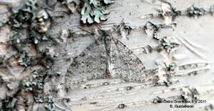 Attēlu rezultāti vaicājumam “Trichopteryx carpinata”