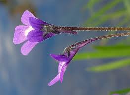 Attēlu rezultāti vaicājumam “Pinguicula vulgaris”
