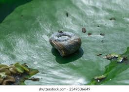 Attēlu rezultāti vaicājumam “Planorbidae”