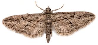 Attēlu rezultāti vaicājumam “Eupithecia icterata female”