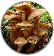 Attēlu rezultāti vaicājumam “Armillaria mellea”