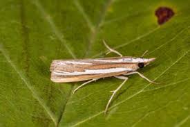 Attēlu rezultāti vaicājumam “Catoptria fulgidella”