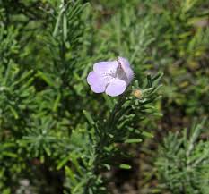 Attēlu rezultāti vaicājumam “Conardia compacta”