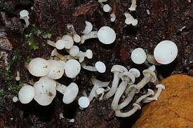 Attēlu rezultāti vaicājumam “Cudoniella acicularis”