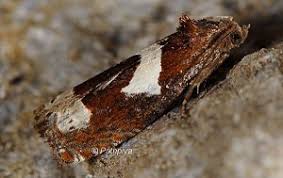 Attēlu rezultāti vaicājumam “Epiblema foenella”