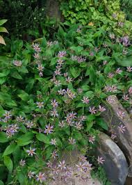 Attēlu rezultāti vaicājumam “Carex lasiocarpa female flower”