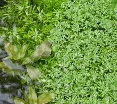 Attēlu rezultāti vaicājumam “Callitriche cophocarpa”