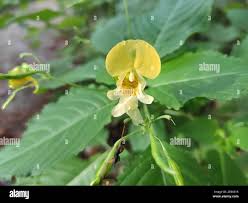 Attēlu rezultāti vaicājumam “Impatiens parviflora flower”