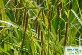 Attēlu rezultāti vaicājumam “Carex pseudocyperus”