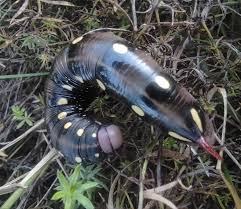 Attēlu rezultāti vaicājumam “Hyles gallii larva”