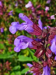 Image result for Salvia officinalis