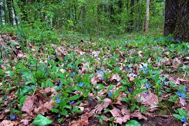 Attēlu rezultāti vaicājumam “Omphalodes verna flower”