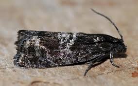 Attēlu rezultāti vaicājumam “Pammene rhediella”