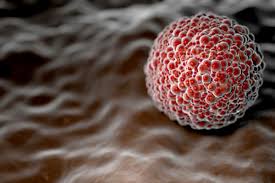 Attēlu rezultāti vaicājumam “Craterium minutum macro”