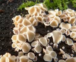 Attēlu rezultāti vaicājumam “Lachnum corticale”