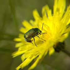 Attēlu rezultāti vaicājumam “Cryptocephalus aureolus, Cryptocephalus sericeus”