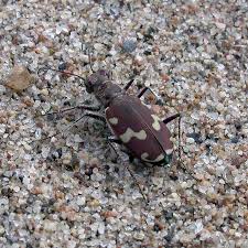 Attēlu rezultāti vaicājumam “Cicindela maritima”