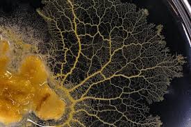 Attēlu rezultāti vaicājumam “Physarum daamsii”