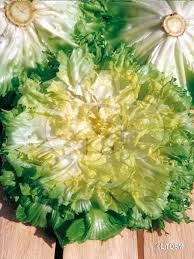 Attēlu rezultāti vaicājumam “Scardia boletella exuvia”