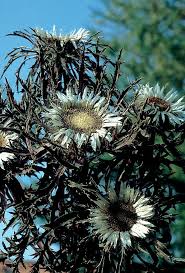 Attēlu rezultāti vaicājumam “Carlina vulgaris flower”