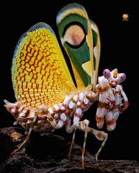 Attēlu rezultāti vaicājumam “Diderma montanum macro”