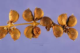 Attēlu rezultāti vaicājumam “Stuckenia pectinata”