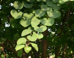 Attēlu rezultāti vaicājumam “Cercidiphyllum japonicum fruit”