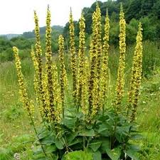 Attēlu rezultāti vaicājumam “Agrimonia eupatoria fruit”