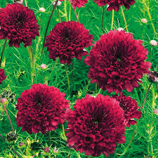 Image result for Cosmos bipinnatus `Double Click`