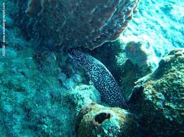 Image result for Gymnothorax moringa