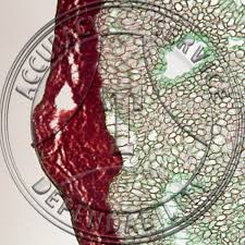 Attēlu rezultāti vaicājumam “Mutinus caninus”