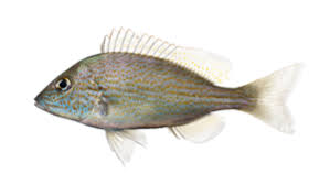 Image result for Dermatolepis inermis