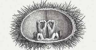 Image result for 生理現象ラキ