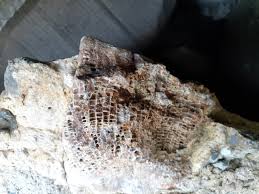 Attēlu rezultāti vaicājumam “Laccognathus panderi”