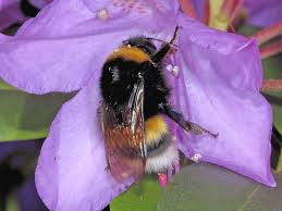 Attēlu rezultāti vaicājumam “Bombus terrestris”