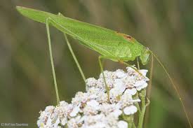 Attēlu rezultāti vaicājumam “Phaneroptera falcata”