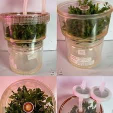 Attēlu rezultāti vaicājumam “Lychnis flos-cuculi fruit”