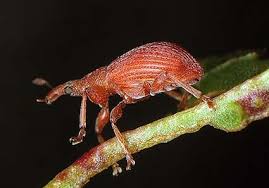 Attēlu rezultāti vaicājumam “Apion sp.”