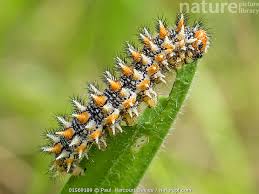 Attēlu rezultāti vaicājumam “Melitaea didyma”