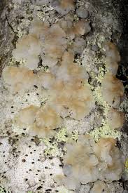 Attēlu rezultāti vaicājumam “Exidia cartilaginea”