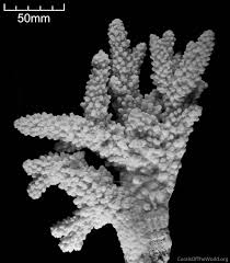 Attēlu rezultāti vaicājumam “Chara rudis”