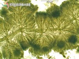 Attēlu rezultāti vaicājumam “Batrachospermum moniliforme”