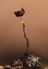 Attēlu rezultāti vaicājumam “Barbeyella minutissima”