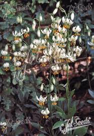 Image result for Lilium martagon Alba