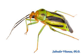 Attēlu rezultāti vaicājumam “Miridae”