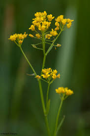 Attēlu rezultāti vaicājumam “Rorippa amphibia”