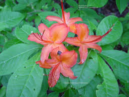 Attēlu rezultāti vaicājumam “Rhododendron calendulaceum”