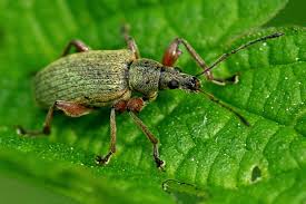 Attēlu rezultāti vaicājumam “Phyllobius”