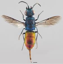 Attēlu rezultāti vaicājumam “Chrysididae”